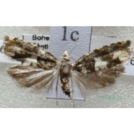 Epinotia demarniana (Fischer von Röslerstamm, 1840) Czech1c